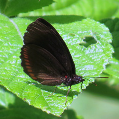 Biblis hyperia