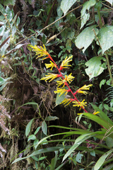 Guzmania xanthobractea