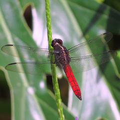 Libellula herculea