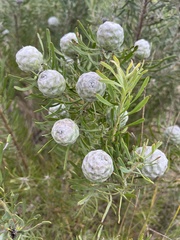 Leucadendron galpinii