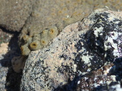 Palythoa caribaeorum