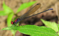 Argia orichalcea