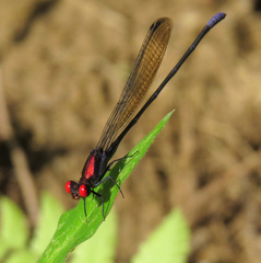 Argia orichalcea