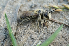 Leioproctus fulvescens