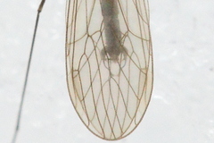Trichocera salmani