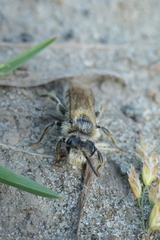 Leioproctus fulvescens