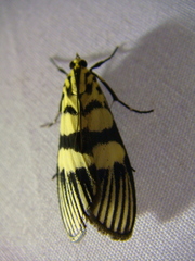 Heortia