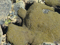 Palythoa caribaeorum