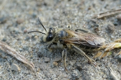 Leioproctus fulvescens