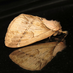 Pseudodirphia eumedide