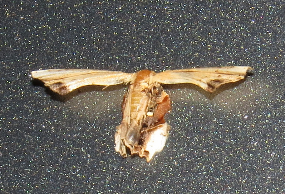 Epiplema rectangularia
