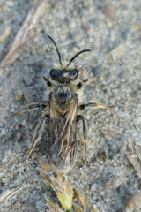 Leioproctus fulvescens
