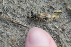 Leioproctus fulvescens