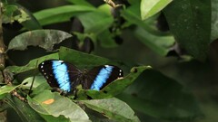 Morpho achilles
