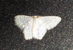 Chloropteryx opalaria