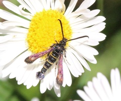 Sazonia fenusaeformis