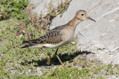 Calidris subruficollis