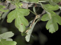 Nephrotoma cornicina