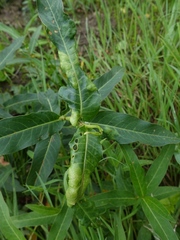 Wachtliella persicariae