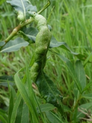 Wachtliella persicariae