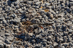 Phanogomphus