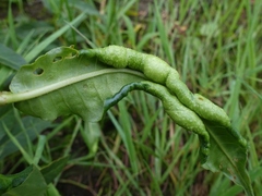Wachtliella persicariae