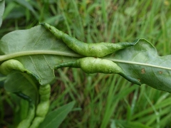 Wachtliella persicariae