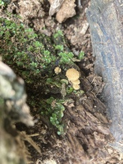 Pholiota subflammans