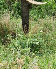 Hibiscus calyphyllus