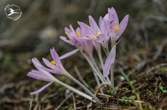 Colchicum cupanii