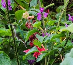 Microchera cupreiceps