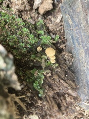 Pholiota subflammans