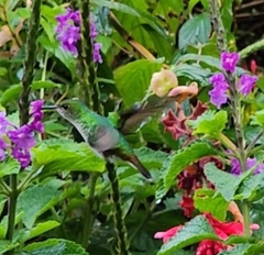 Microchera cupreiceps