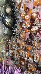 Corynactis californica