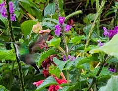 Microchera cupreiceps