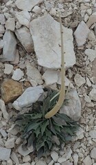 Caulanthus crassicaulis