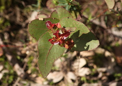 Brachychiton populneus