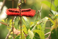 Combretum farinosum