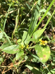 Calyptocarpus vialis