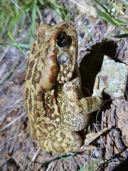 Sclerophrys poweri