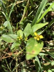 Calyptocarpus vialis