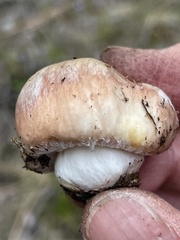 Suillus pseudobrevipes
