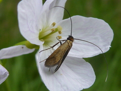 Cauchas rufimitrella