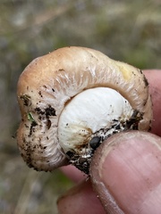 Suillus pseudobrevipes