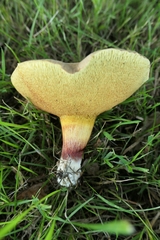 Xerocomellus cisalpinus