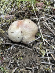 Suillus pseudobrevipes
