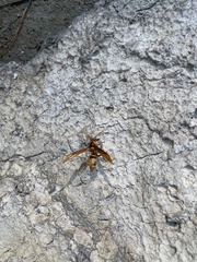 Polistes carnifex