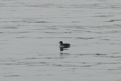 Ptychoramphus aleuticus
