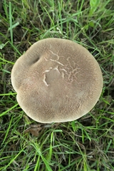 Xerocomellus cisalpinus