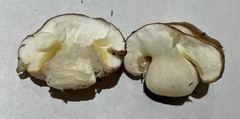 Suillus pseudobrevipes